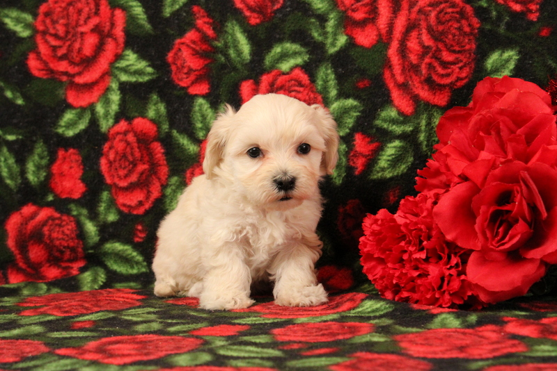 puppy, for, sale, Morkie-Poo, Matthew B. Stoltzfus, dog, breeder, Gap, PA, dog-breeder, puppy-for-sale, forsale, nearby, find, puppyfind, locator, puppylocator, aca